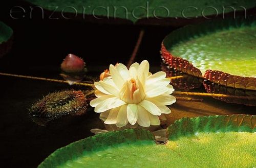 Victoria Amazonica